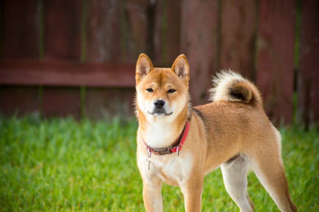 Akita Akita on green grass with fence behind