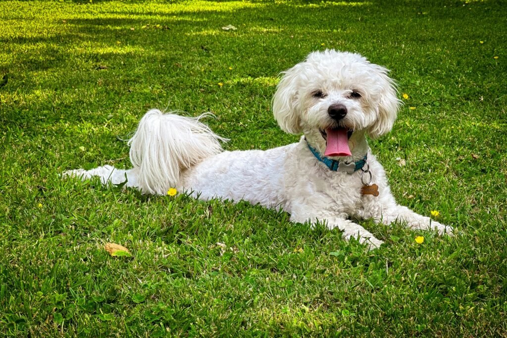 Bichon Frise bichon frise sitting on grass