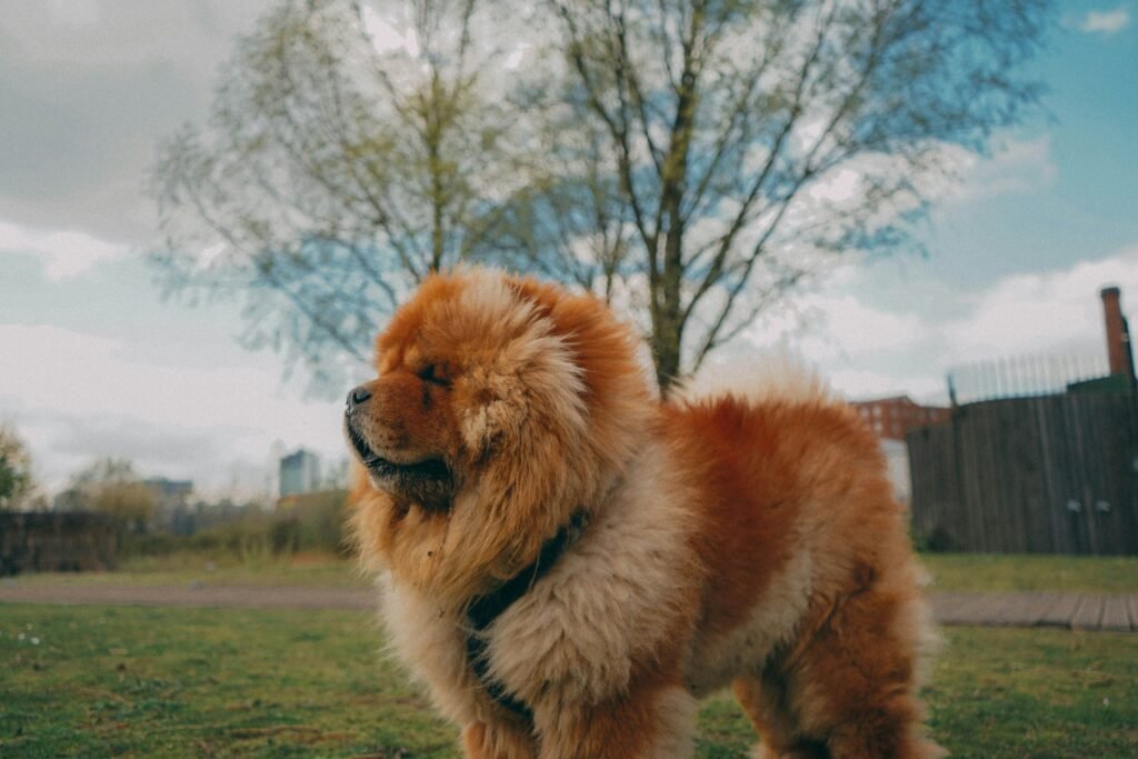 Chow Chow Chow Chow with orange fur, with tree behind and fence