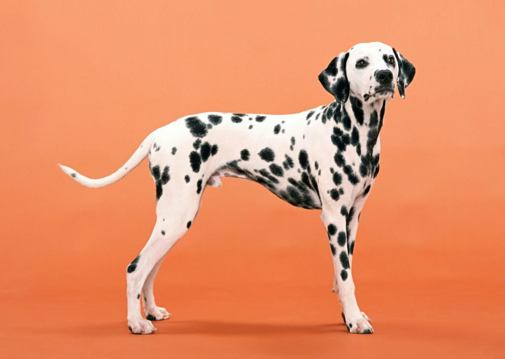 Dalmatian Dalmatian and orange backround