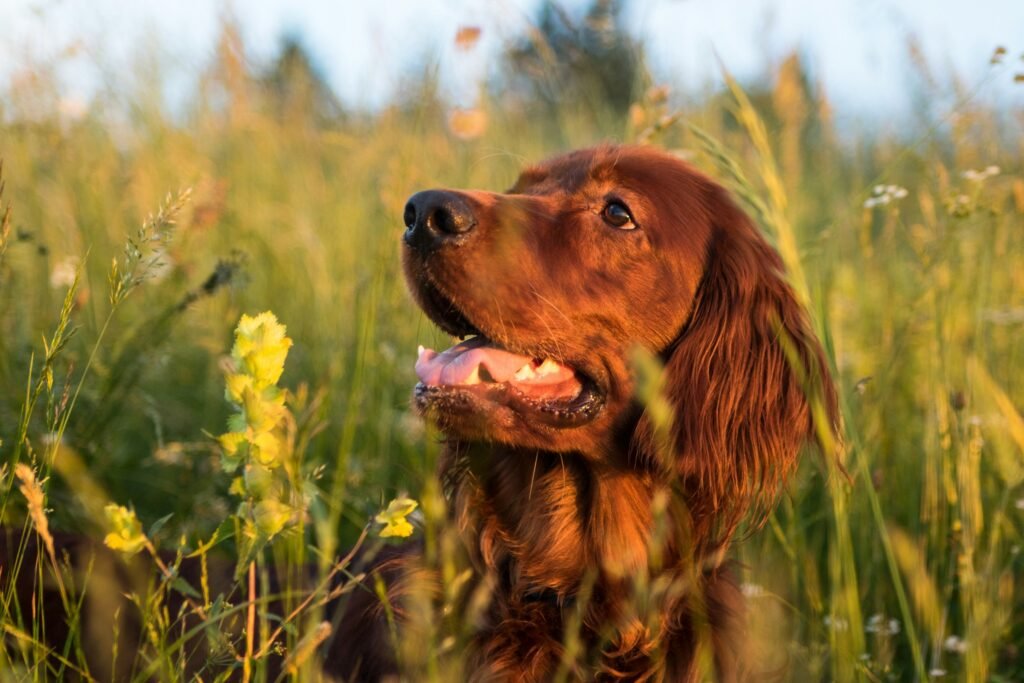 Irish Setter irish setter in grass