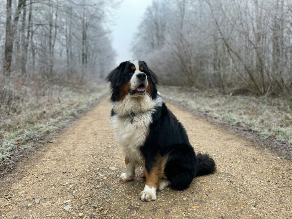 Newfoundland Newfoundland sitting on road