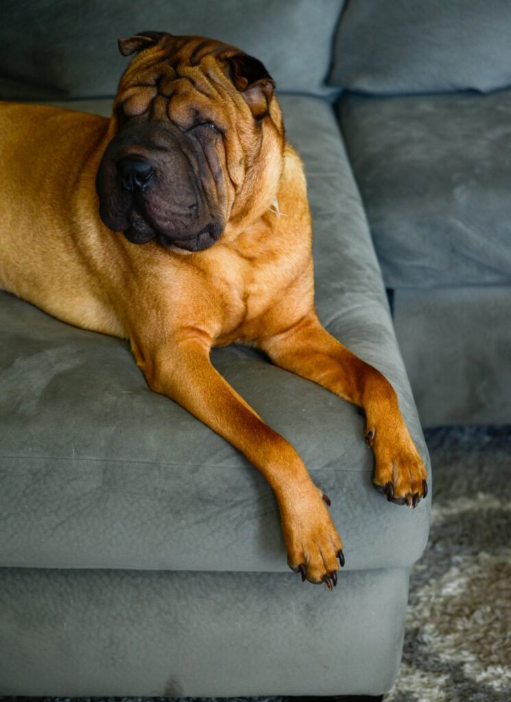 Shar Pei Shar Pei on sofa