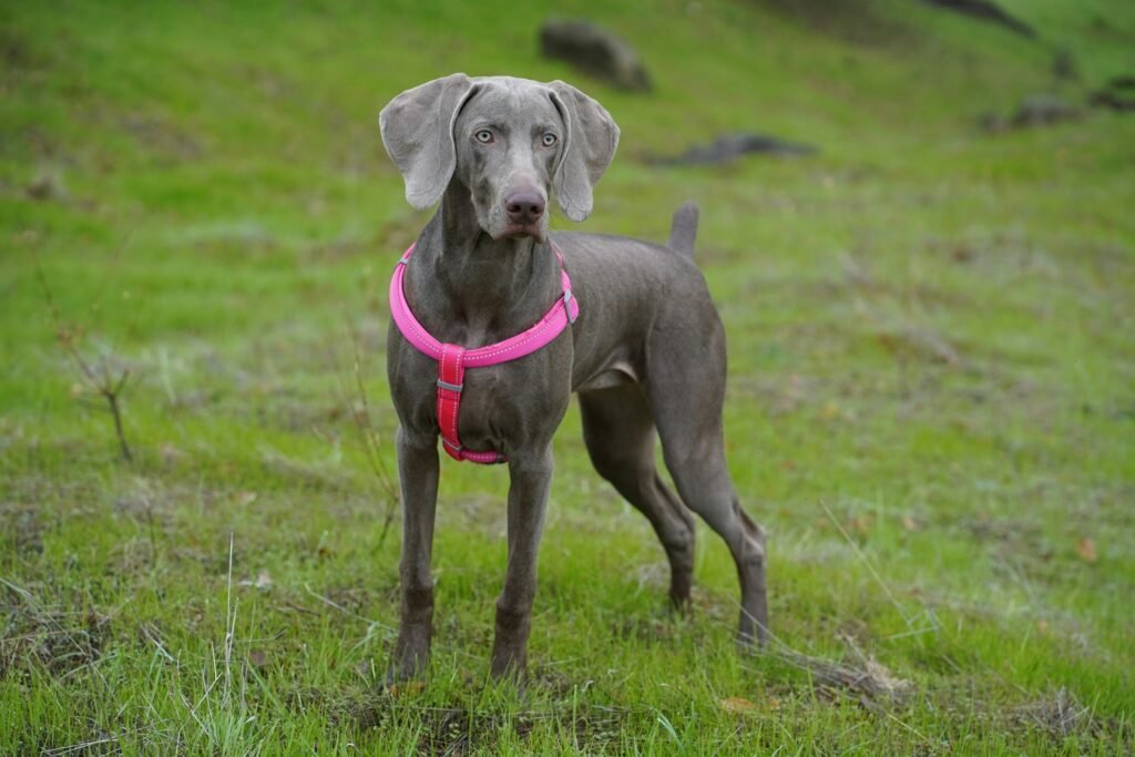 Weimaraner Weimaraner with pink collar standing on green hill