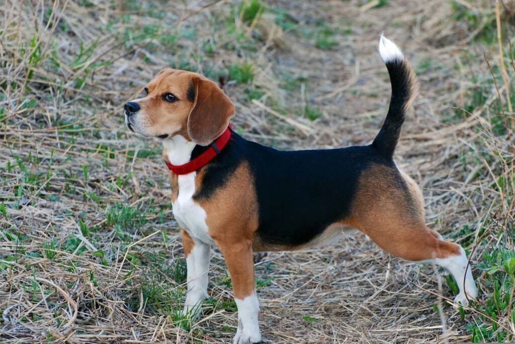 beagle beagle standing on grrass