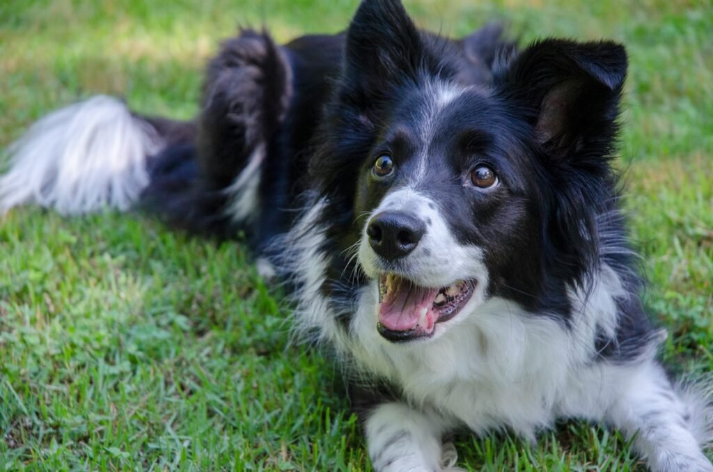 border collie Border Collie on grass