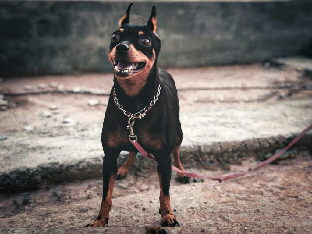choke dog collar dog choke collar on black dog that is standing still