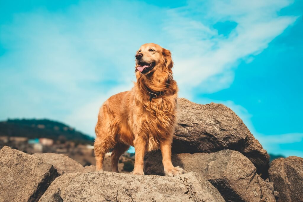 golden retriever golden retriever standing on stones/rocks