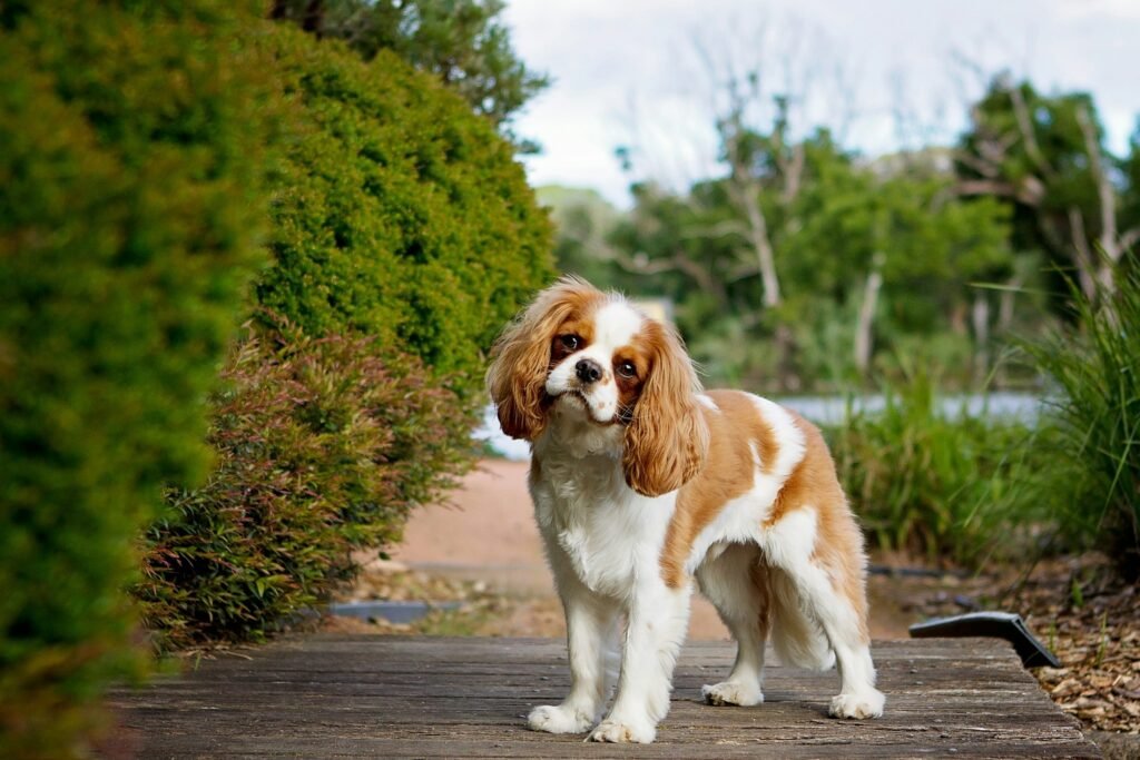 king charles spaniel Cavalier King Charles Spaniel standing in the garden