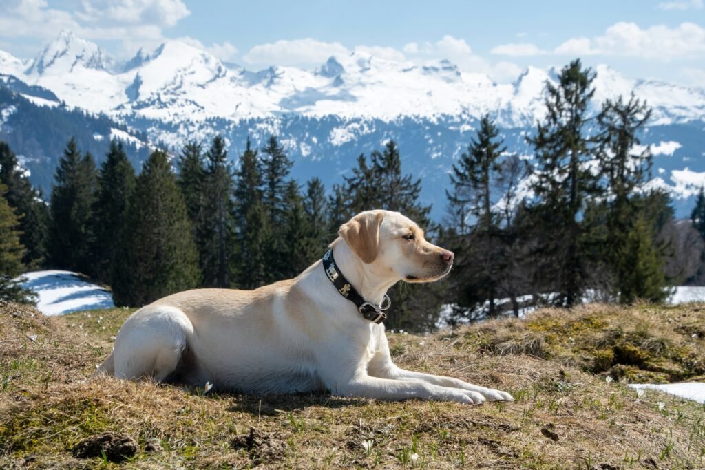 labrador labrador relaxing with mountains behind him