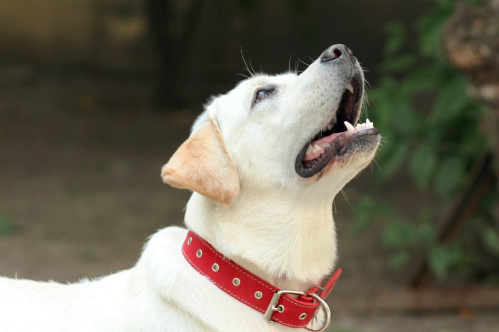 standard flat dog collar labrador with red collar , the labrador is looking up