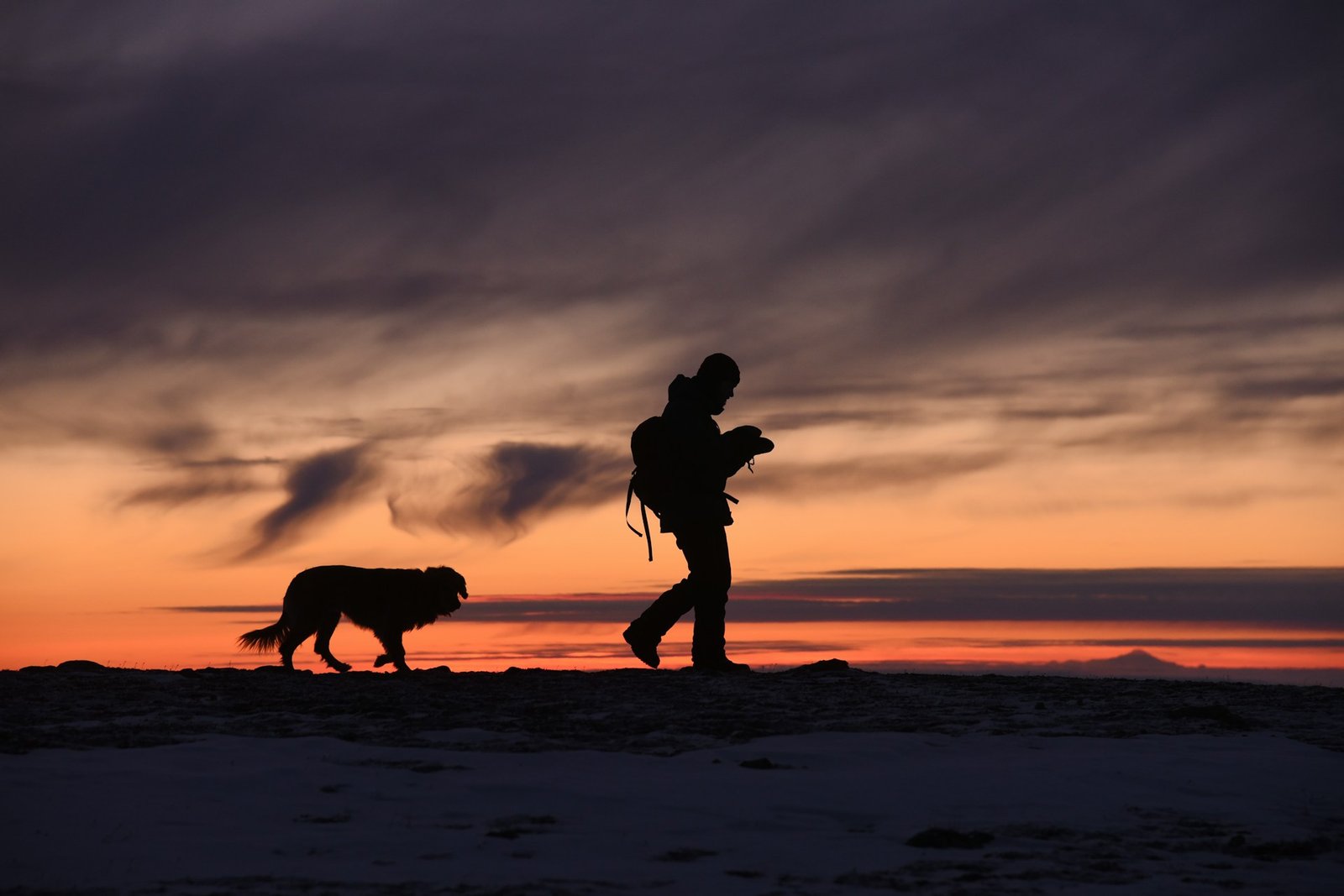 Dog out walking with its owner