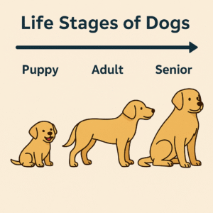 The life stages of dogs illustrated from puppy to senior