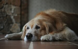 Senior dog with a greying face
