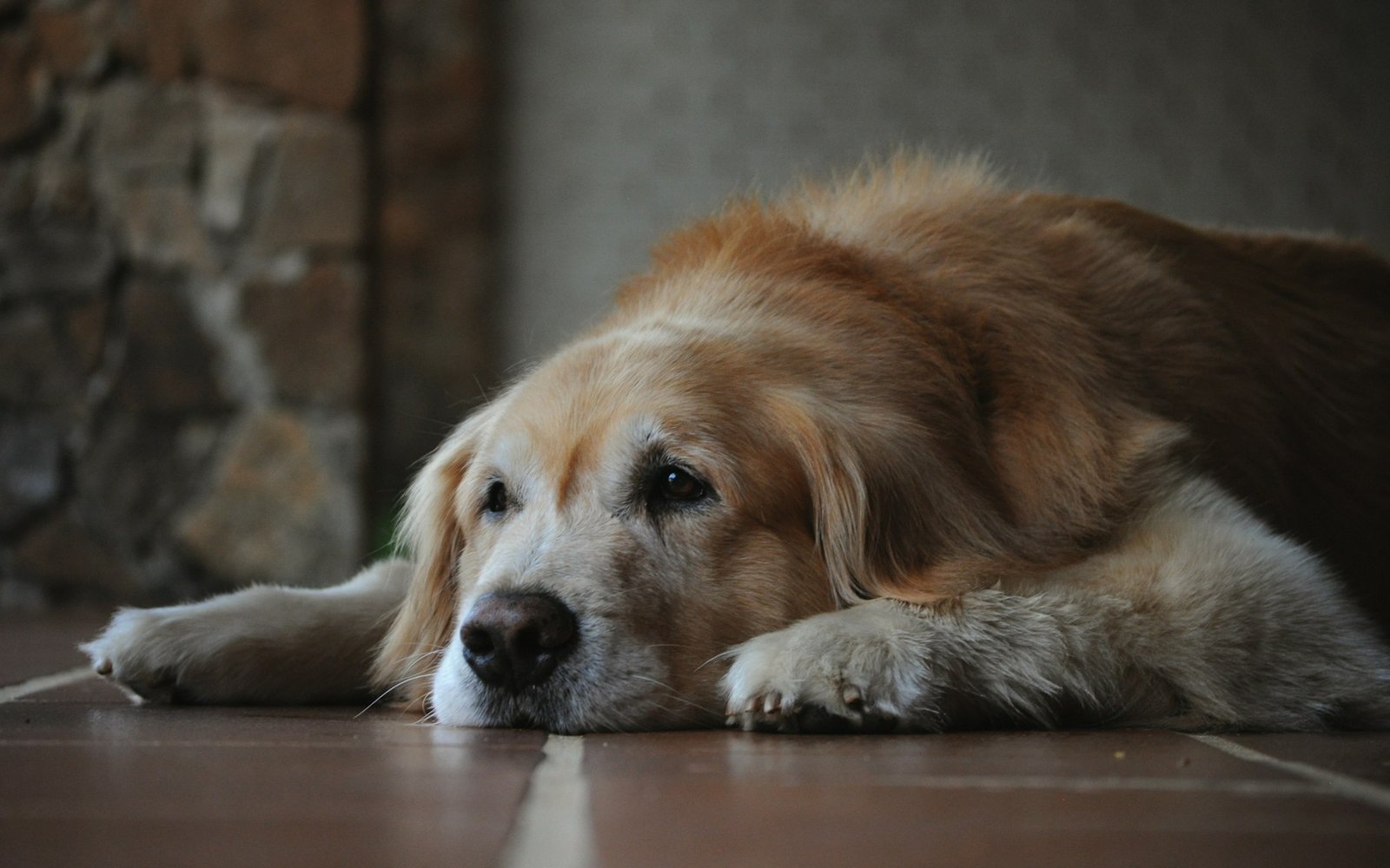 Senior dog with a greying face