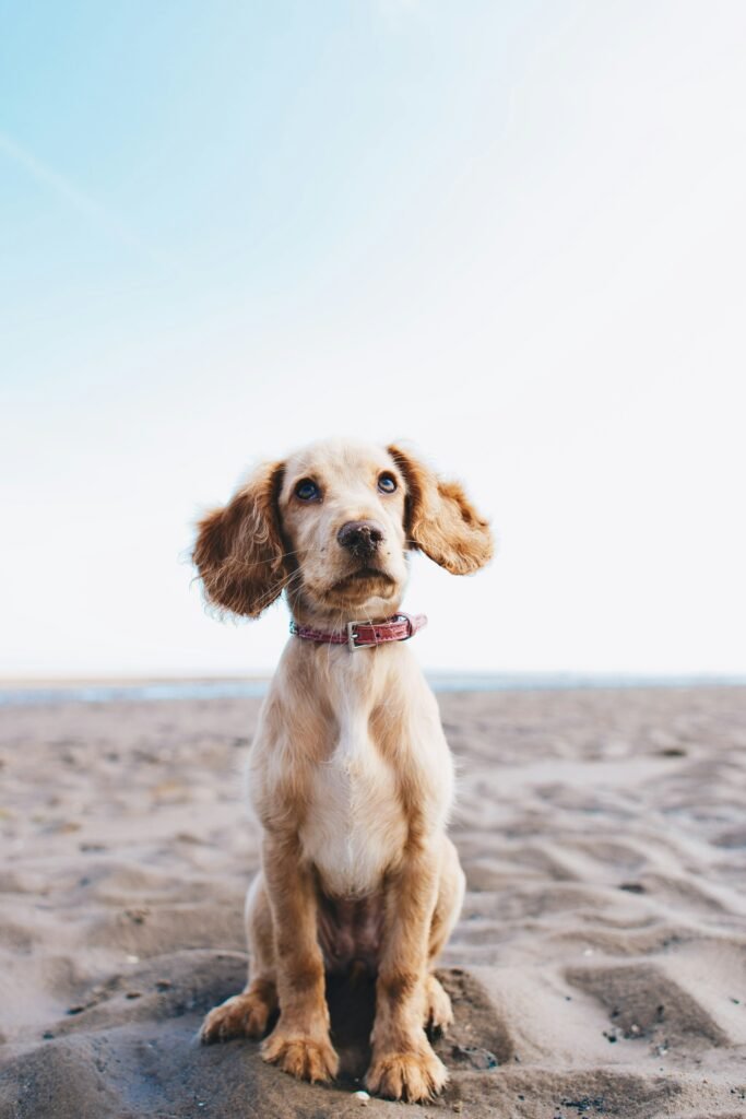 puppy training