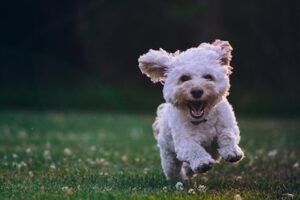 dog clicker training