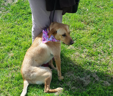 dog rescue center in Glasgow