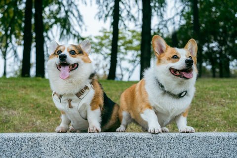 Fudge's Furry Friends