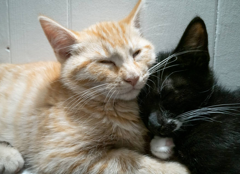 Best Dog Rescue Shelters and Dog Adoption Centers in Aberdeen