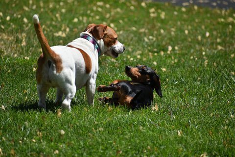 Hattie’s Dog Boarding
