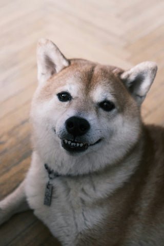 Pawsome Walkies Edinburgh