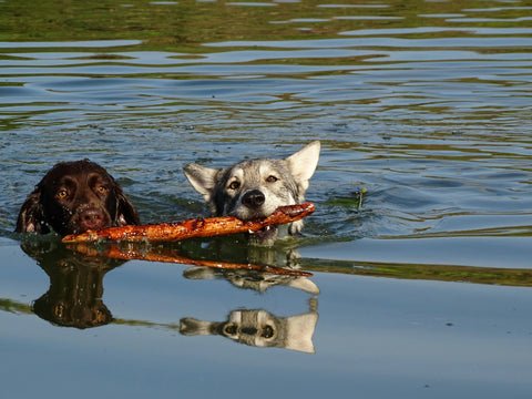 Prestige Boarding Kennels Hull
