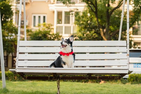 Rowan Sands Pet Hotel