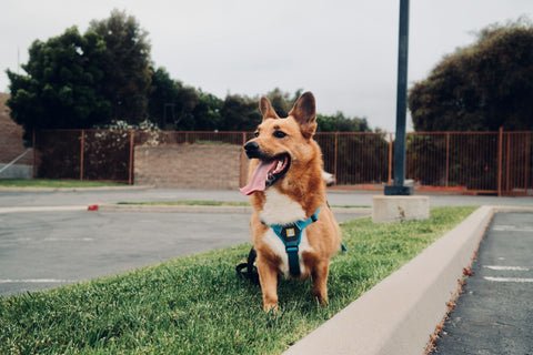 Sheffield Dog Walkers