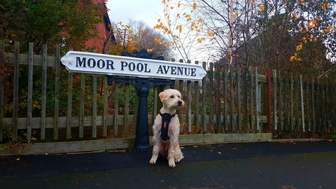We Walk Woofs – Harborne &amp; Edgbaston