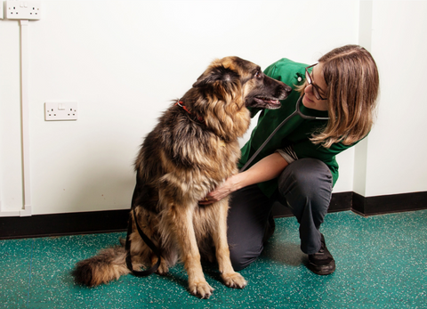 Abbey Vets - Chester-le-Street