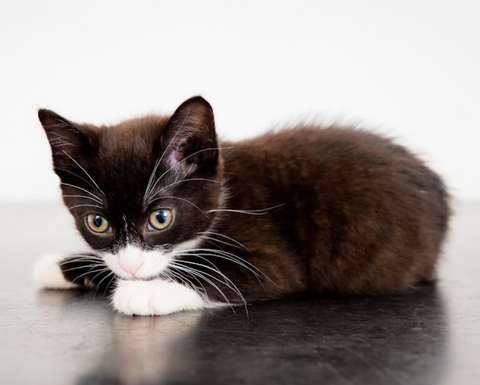 Alexander Veterinary Centre - Barrow-in-Furness