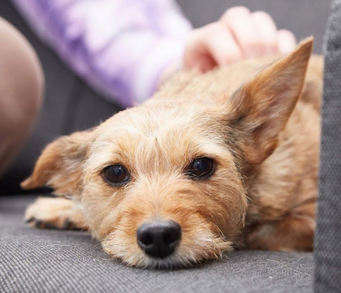 Alnorthumbria Veterinary Group - Alnwick