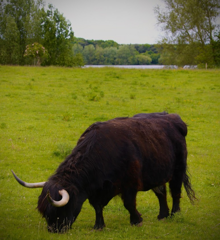 Alton Water Reservoir