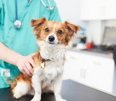 Ambivet Veterinary Group - Ilkeston
