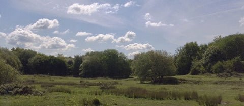 Ardley water meadows