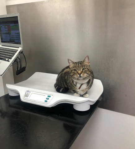 Ark Veterinary Centre - Epsom