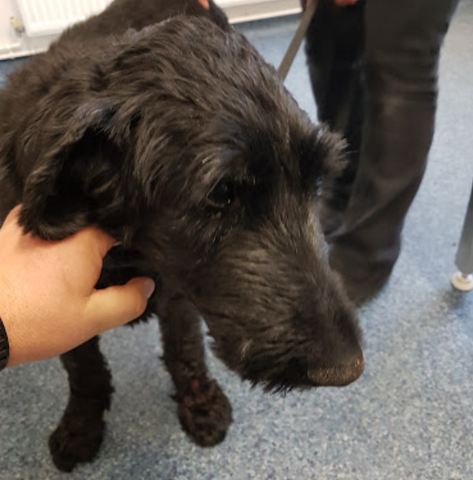 Arrowfield Veterinary Practice - Kington