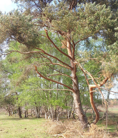 avon heath country park