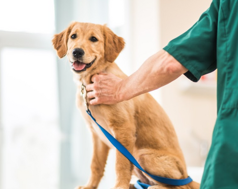 Axe Valley Veterinary Practice - Cheddar