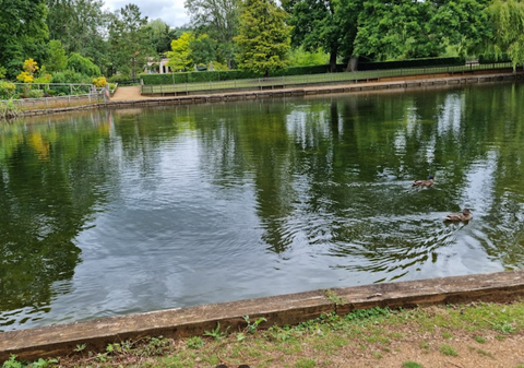 dog swimming spot