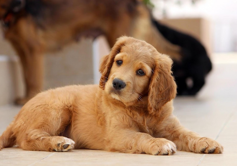 Belmont Veterinary Clinic