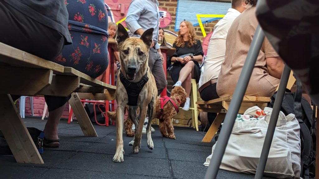 Best Dog Groomers in London