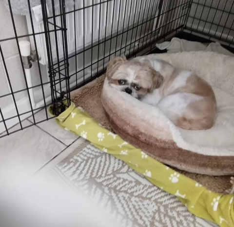 Sunnyside Kennels (Birmingham Dogs Home – Wolverhampton)