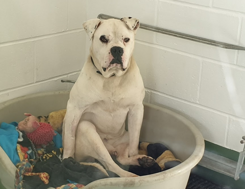 birmingham dogs home