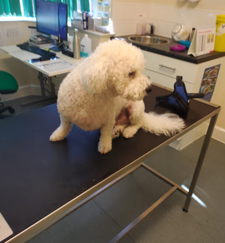 Broadway Veterinary Surgery - Wirral