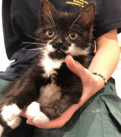 Bromyard Veterinary Surgery - Bromyard