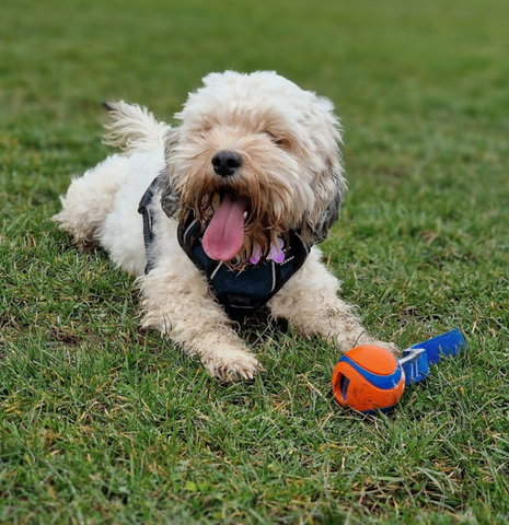 Calweton Veterinary Group - Callington