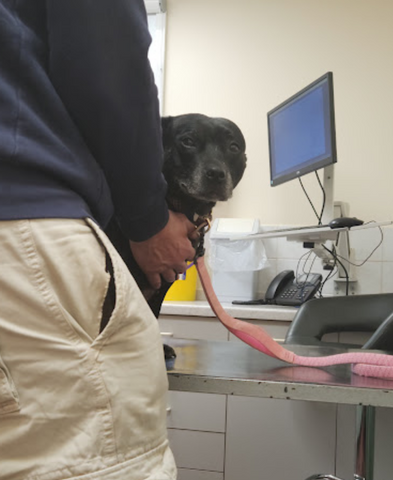 Capontree Veterinary Centre - Brampton