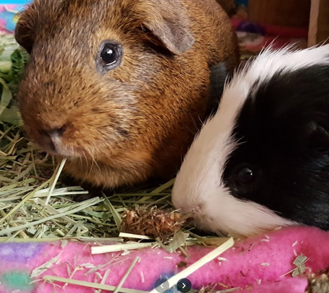 The Cat and Rabbit Care Clinic - Northampton